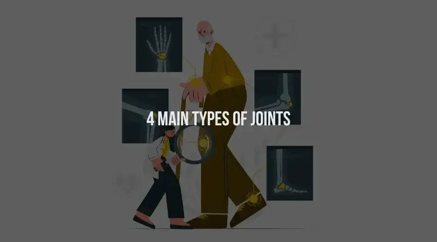 4 Main Types of Joints